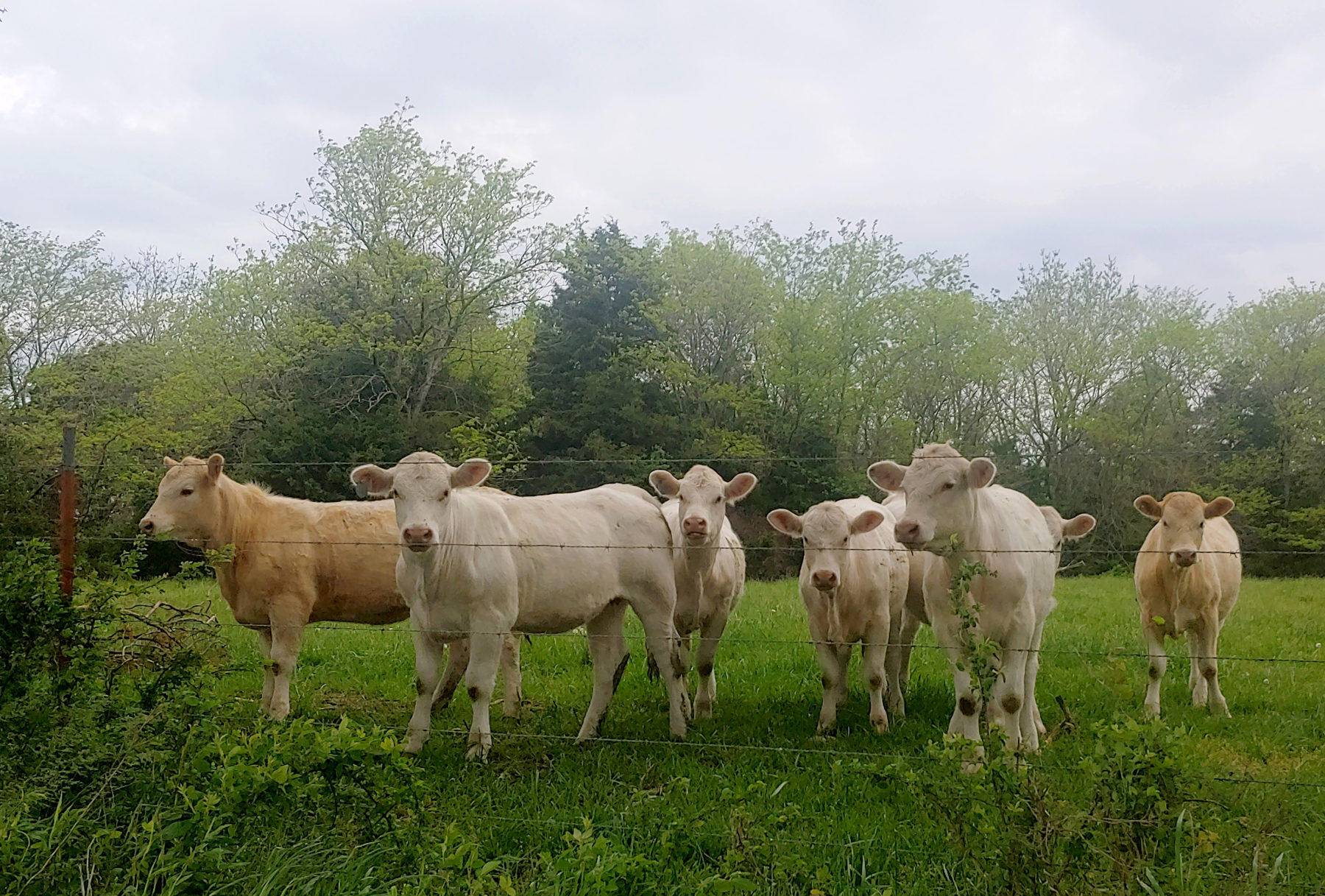 Butterfiled Stage Experience cows