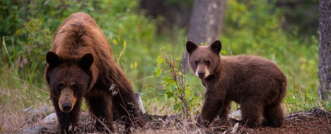 Missouri Black Bears
