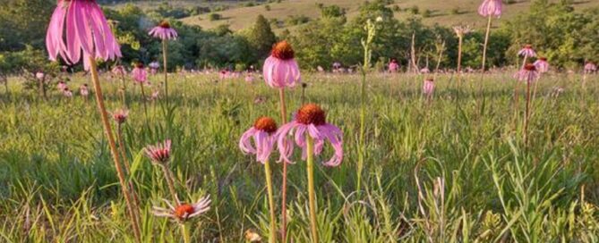 Coneflowers at Valley View Glades Natural Area.