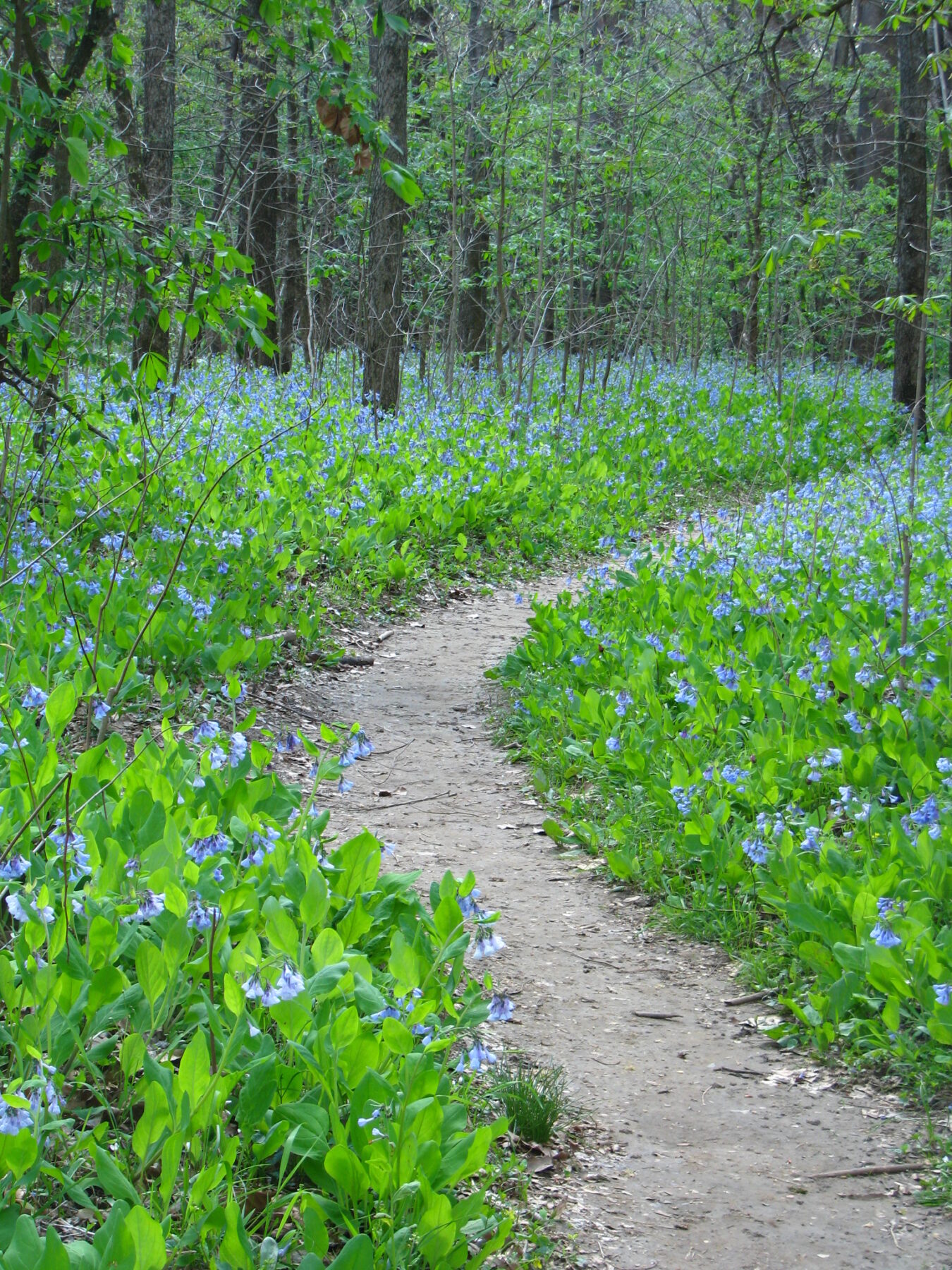 Bluebells at St. Francois State Park.