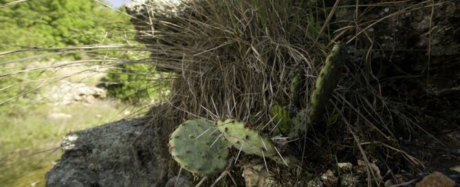 Pricky Pear Cactus