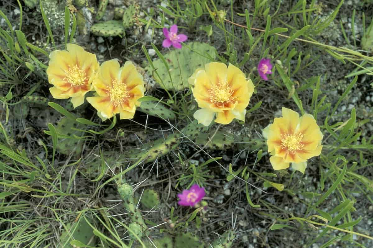 Prickly Pear Cactus