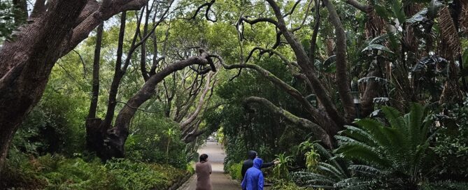 Forest bathing